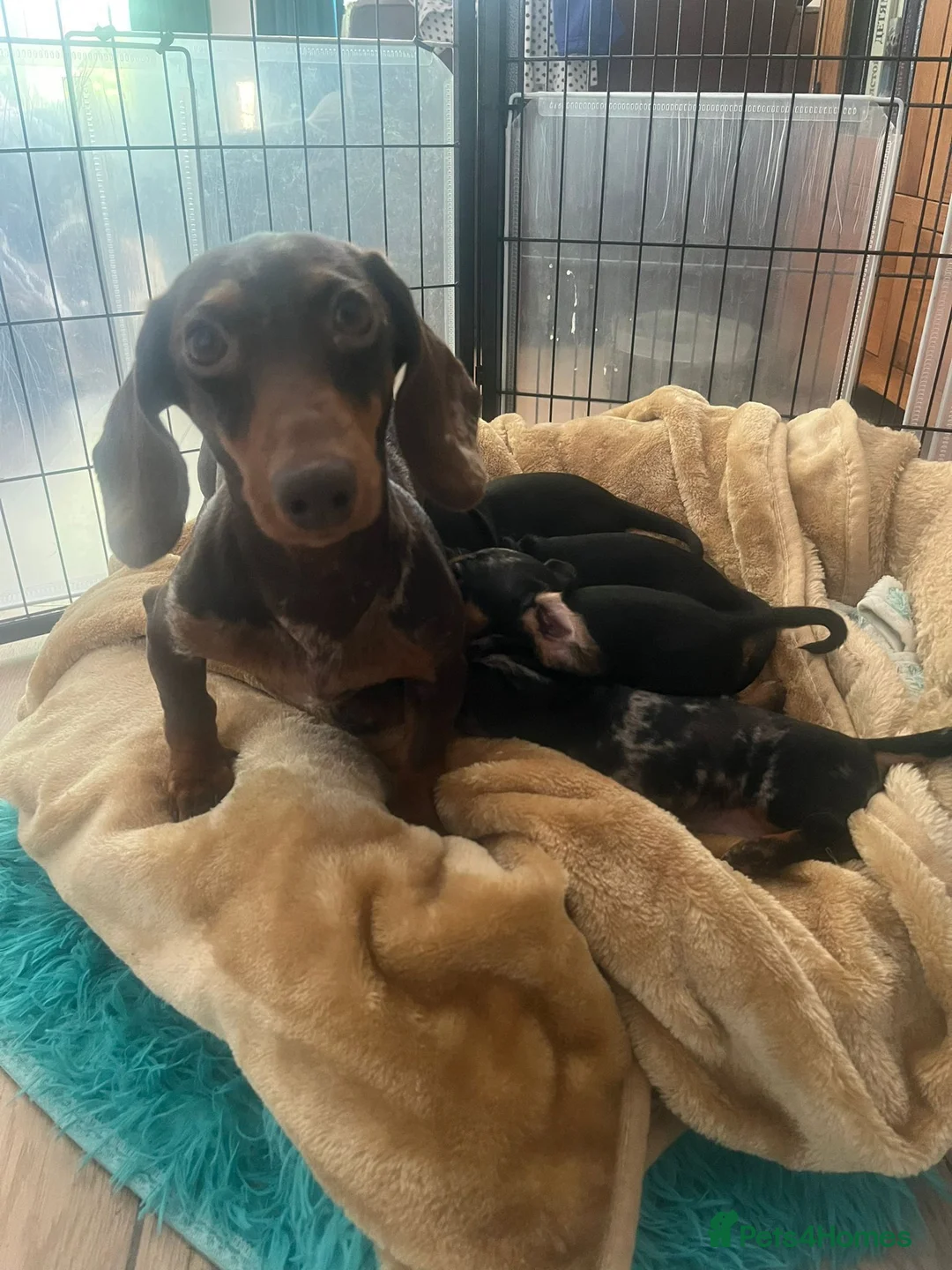 Miniature Dachshund dogs for sale: Gorgeous kaninchen/miniature puppies - Advert 15