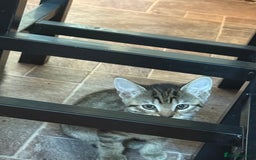 British Shorthair cats for sale: 1 ginger boy and 3 tabby girls - Image 3