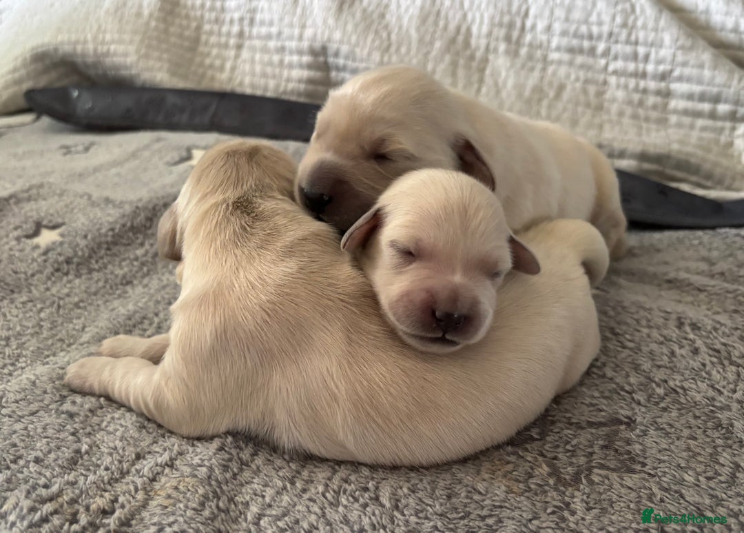 Golden Retriever dogs for sale: 3 beautiful Golden Retriever puppies  - Image 20
