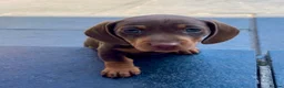 Miniature Dachshund dogs for sale: Chocolate & tan short hair miniature dachshund  - Advert 8