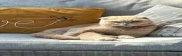 Scottish Fold cats for sale: Scottish Fold kittens - Advert 1