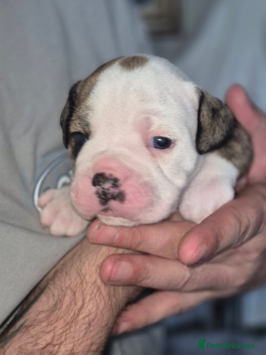 Olde English Bulldogge dogs for sale: STUNNING LITTER OF OLD ENGLISH BULLDOGS 😍  - Image 16