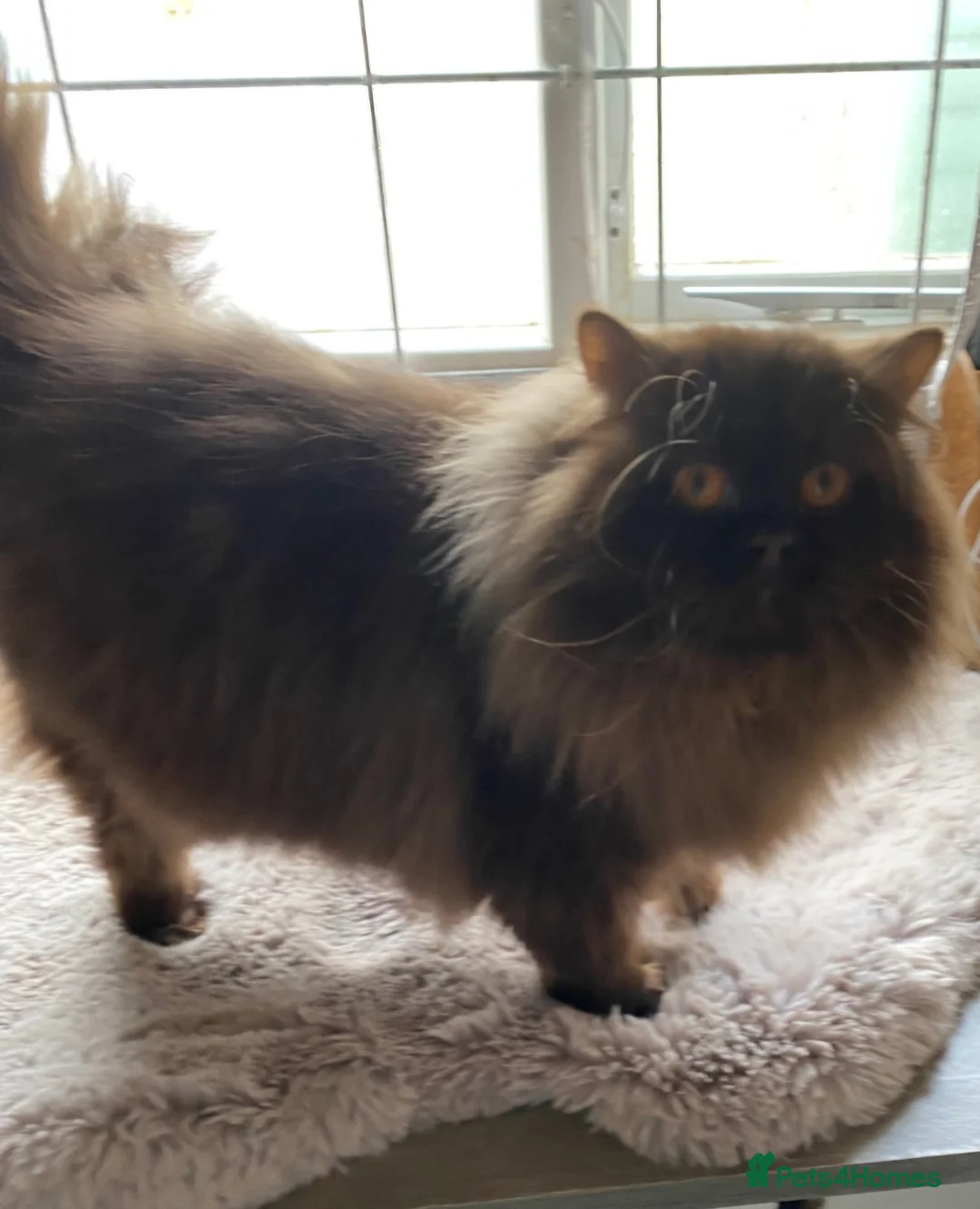 British Shorthair cats for stud: stud boys in Rhyl - Advert 6