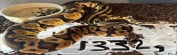 Python Snake reptiles for sale: Royal pythons - Advert 11
