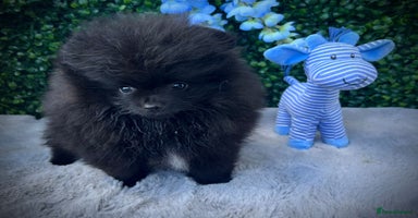 Pomeranian dogs - Advert 4