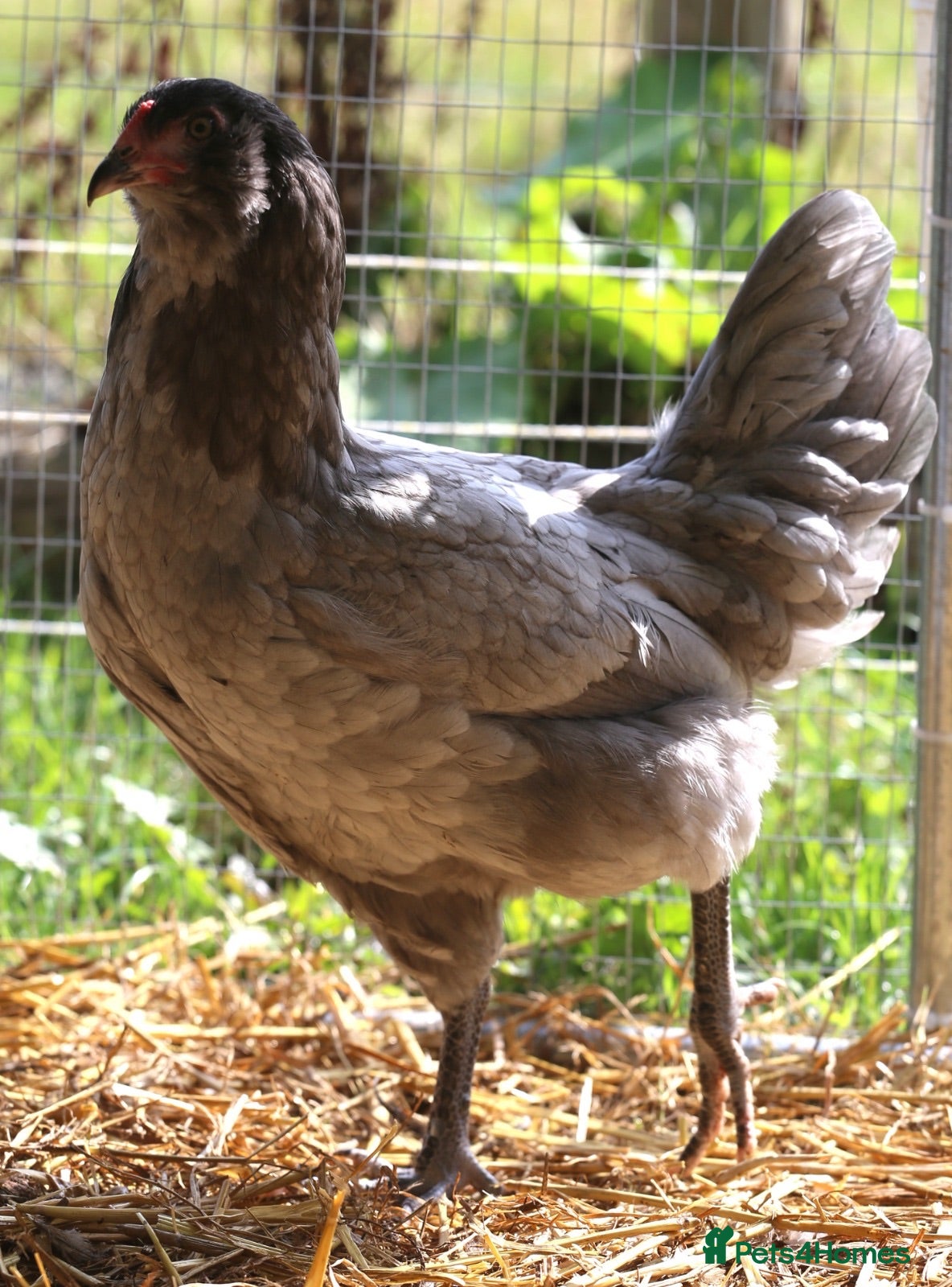 Chickens poultry for sale: Point of lay hybrid hens  - Advert 1