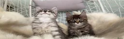 Maine Coon cats for sale: 1 ACTIVE TICA Registered Mainecoon kittens  - Advert 11
