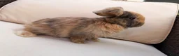 Mixed Breed rabbits for sale: Baby rabbits in Fareham - Advert 12