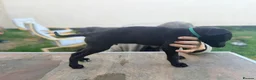 Lurcher dogs for sale: Lurcher Puppies. 5 boys and 1 girl left - Advert 15