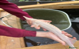 Koi Carp fish for sale: pond clearence koi sturgeon carp - Advert 13