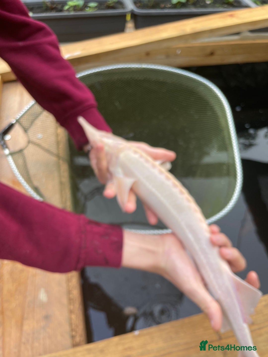 Koi Carp fish for sale: pond clearence koi sturgeon carp - Advert 13