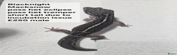 Leopard Gecko reptiles for sale: Black night leopard geckos  - Advert 7