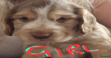 Cockapoo dogs - Advert 15