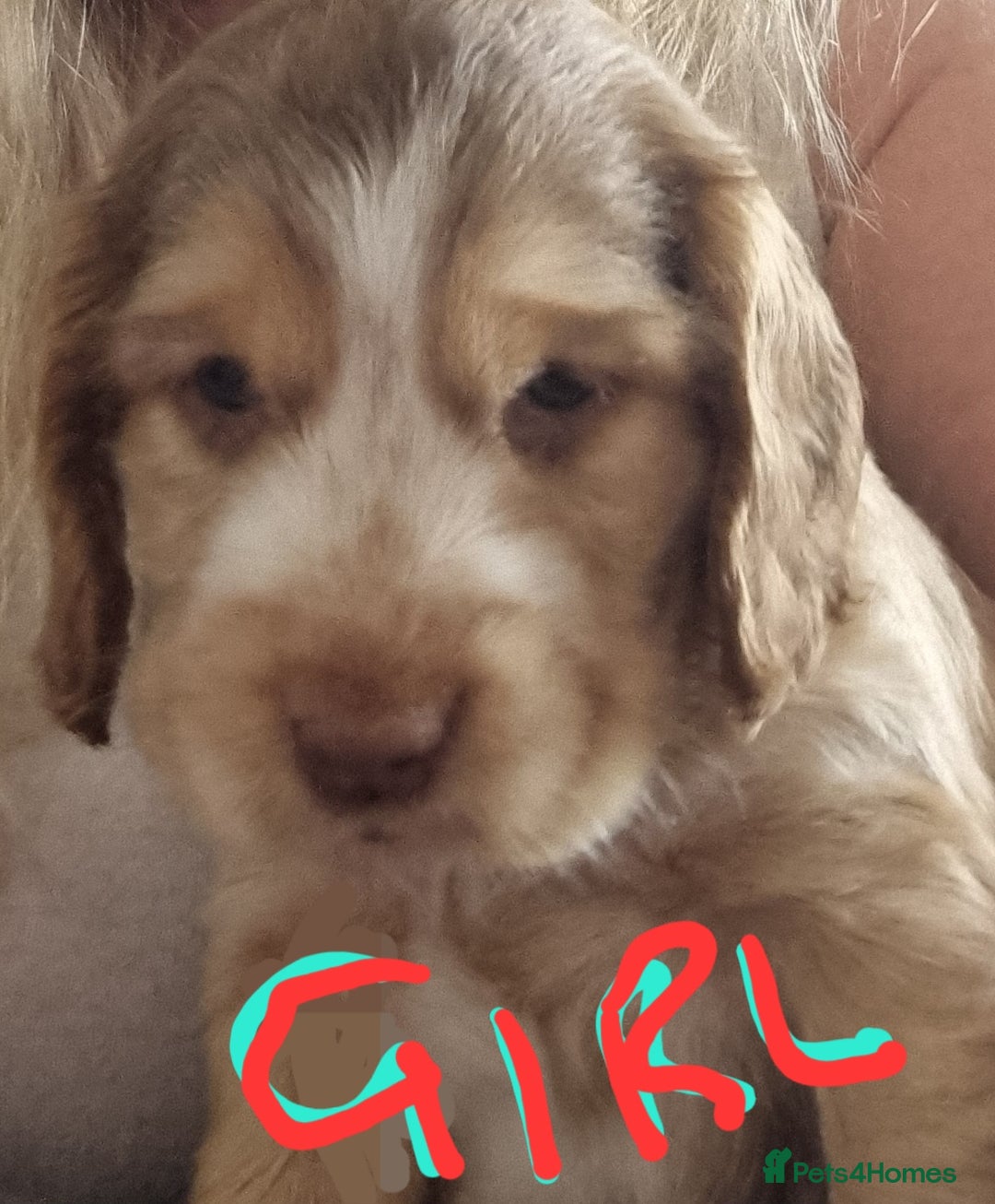 Cockapoo dogs for sale: Beautiful Cockapoos  - Image 2