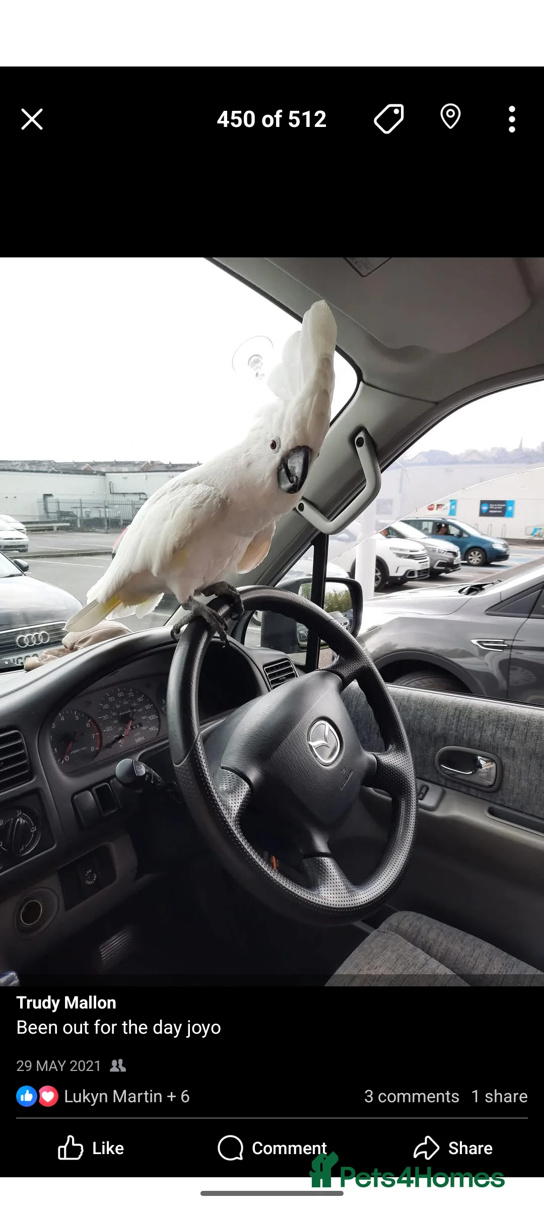 Cockatoo birds for sale: 14yo female umbrella cockatoo - Advert 3