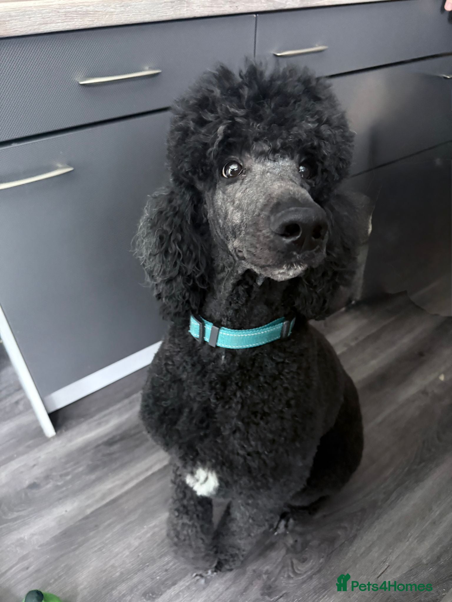 Standard Poodle dogs Standard poodle - Advert 3