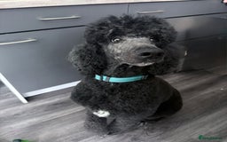 Standard Poodle dogs for stud: Standard poodle - Image 1