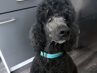 Standard Poodle dogs - Advert 1