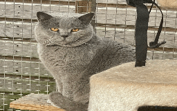 British Shorthair cats for sale: 🏆Grand Champion Sired GCCF BritishShorthair 1left - Image 30
