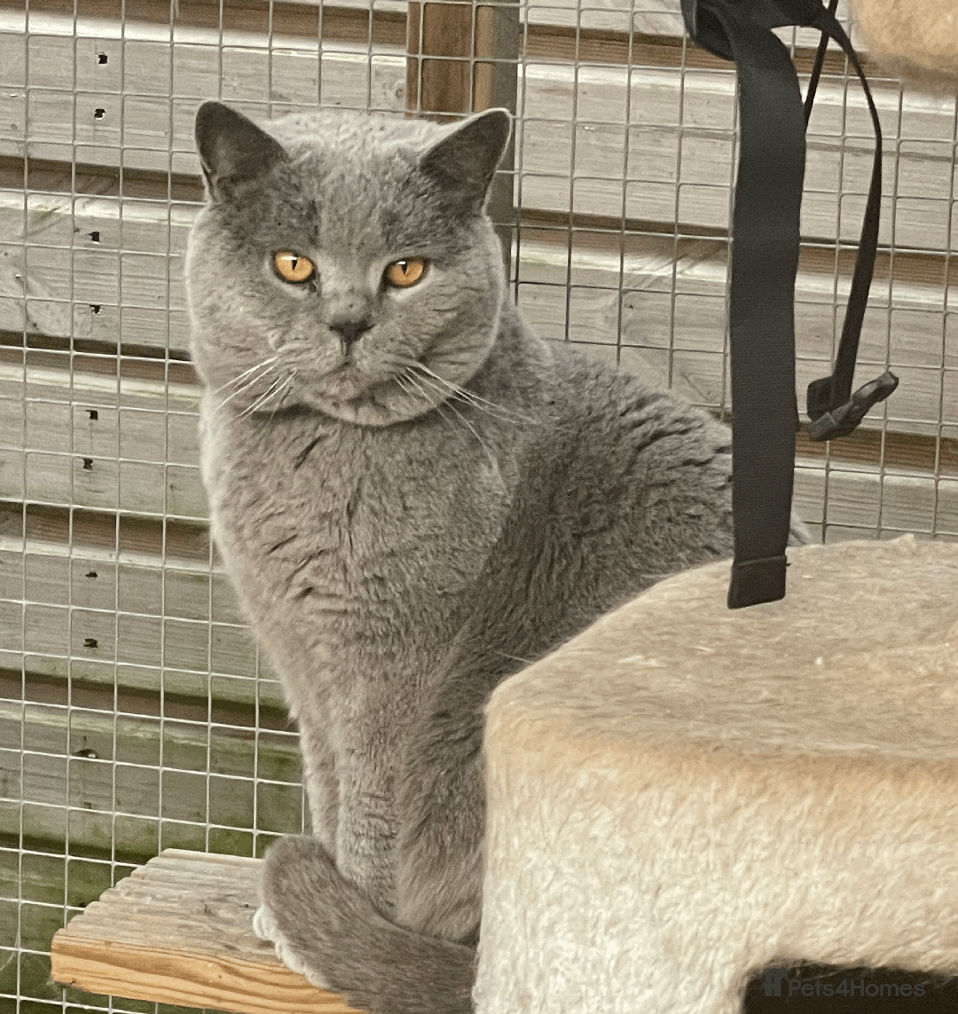 British Shorthair cats for sale: 🏆Grand Champion Sired GCCF BritishShorthair 1left - Image 30