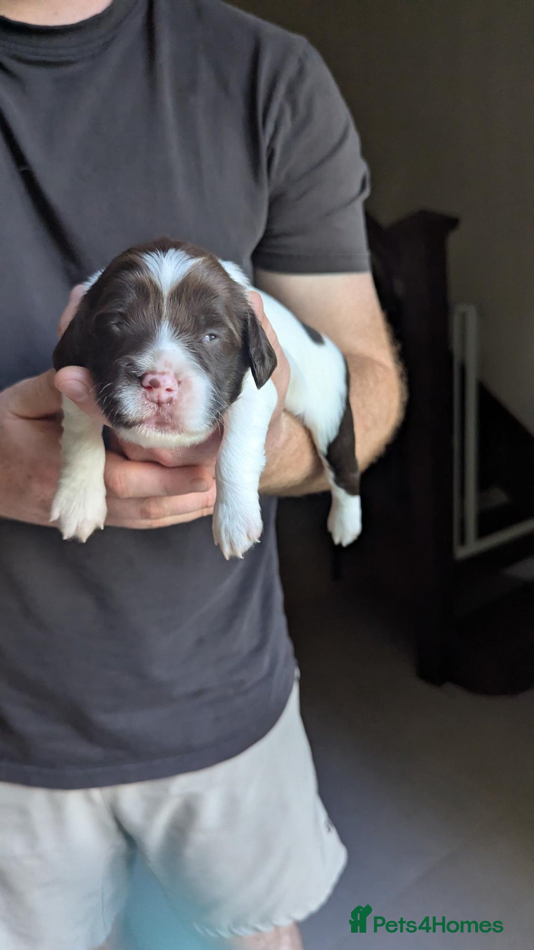 English Springer Spaniel dogs for sale: Working English Springer Spaniel Puppies - Image 6