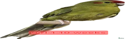 Parakeets birds for sale: Young parent reared kakarikis - Advert 5