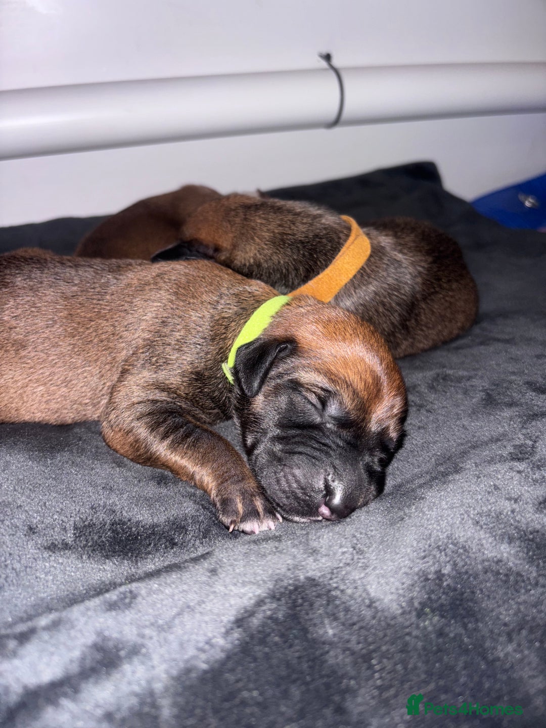 Mixed Breed dogs for sale: Saluki Bull Grey Puppies  - Image 21