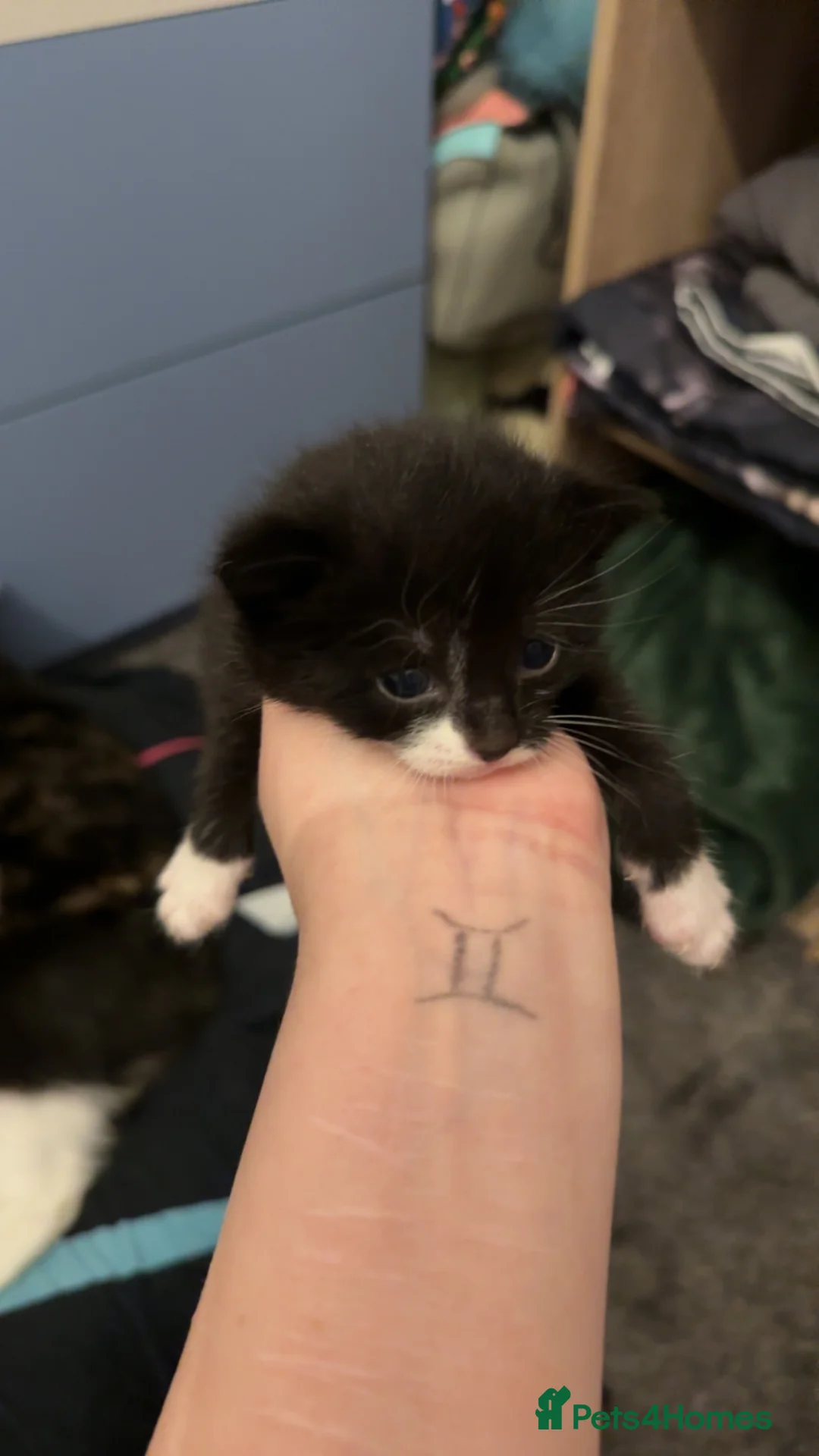 Mixed Breed cats for sale: 3 beautiful kittens for sale in Cheddar - Advert 2