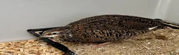 Quail poultry for sale: Young Male Coturnix Quail Birds - 2 Available - Advert 6