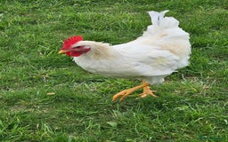 Chickens poultry for sale: Two Roosters for sale ! £20 for 2! Only two left! - Advert 4