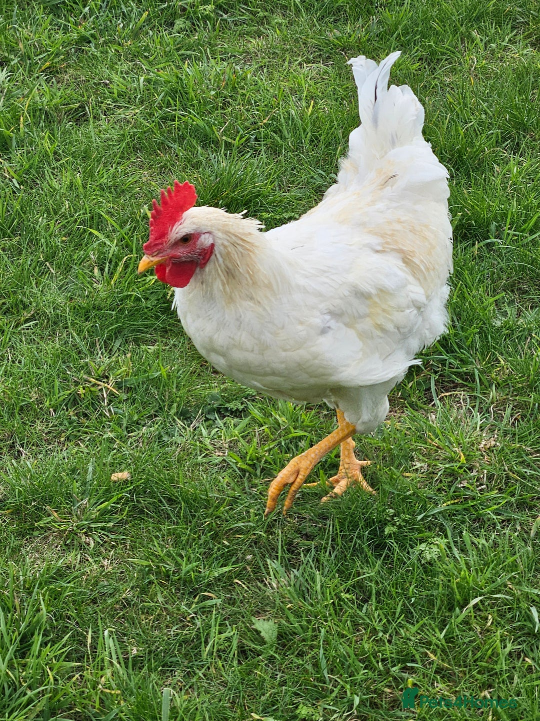 Chickens poultry for sale: Two Roosters for sale ! £20 for 2! Only two left! - Advert 4