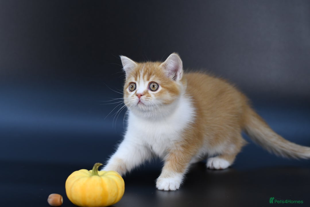 Scottish Fold cats for sale: LICENSED CATTERY, PURE BREED TOP QUALITY KITTENS - Image 14