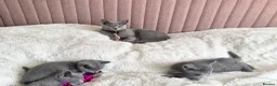 Russian Blue cats for sale: Gorgeous TICA Russian Blue Kittens - Advert 4