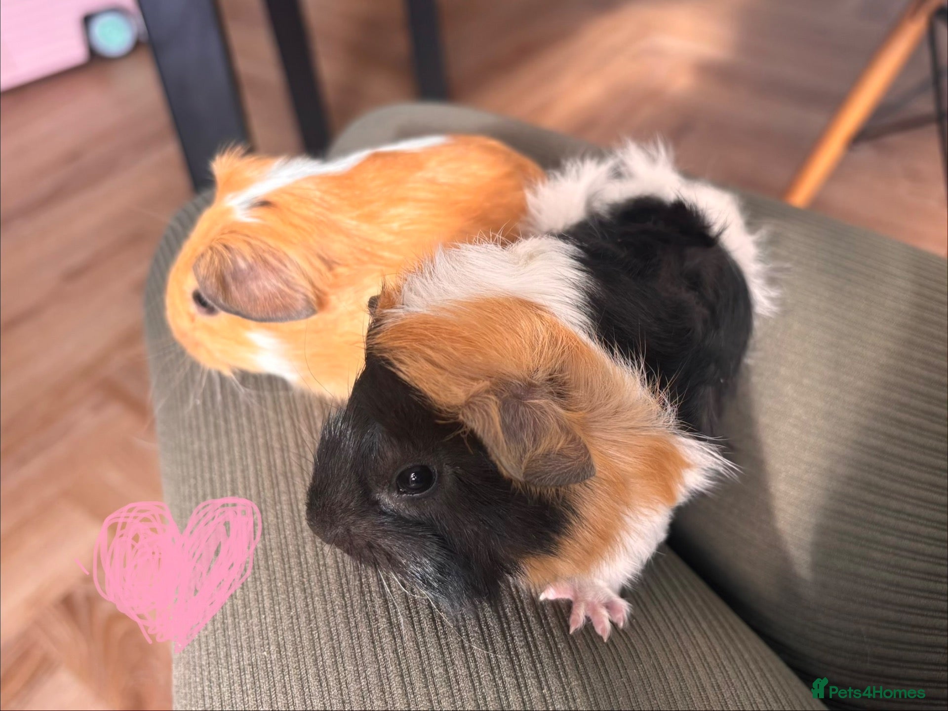 Guinea Pig rodents  Gorgeous Baby Guinea Pigs - Advert 20
