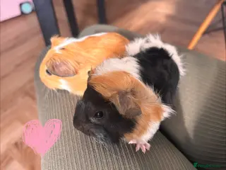 Guinea Pig rodents Gorgeous Baby Guinea Pigs - Advert 1