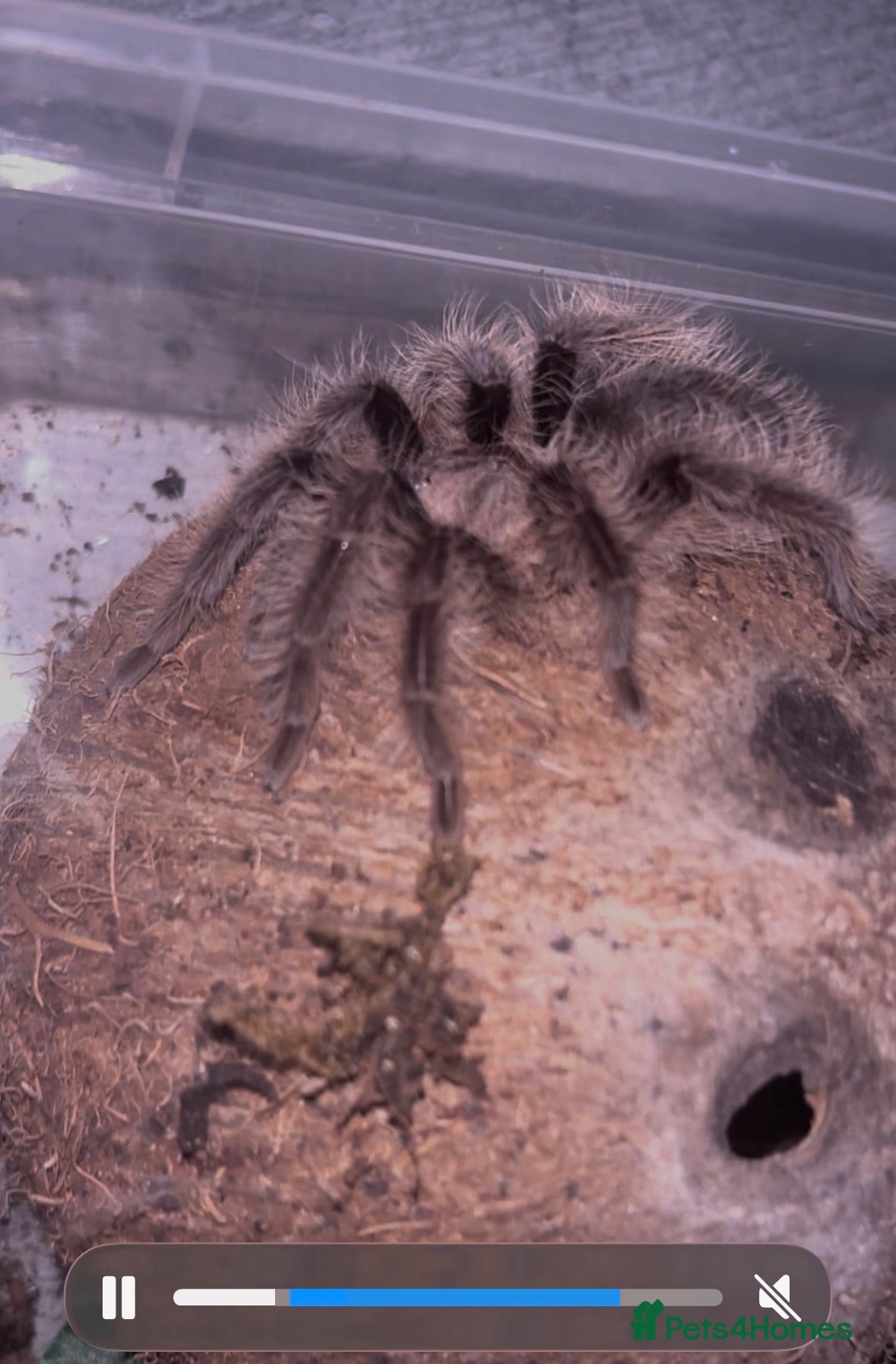 Spiders invertebrates Curly haired tarantula  - Advert 6