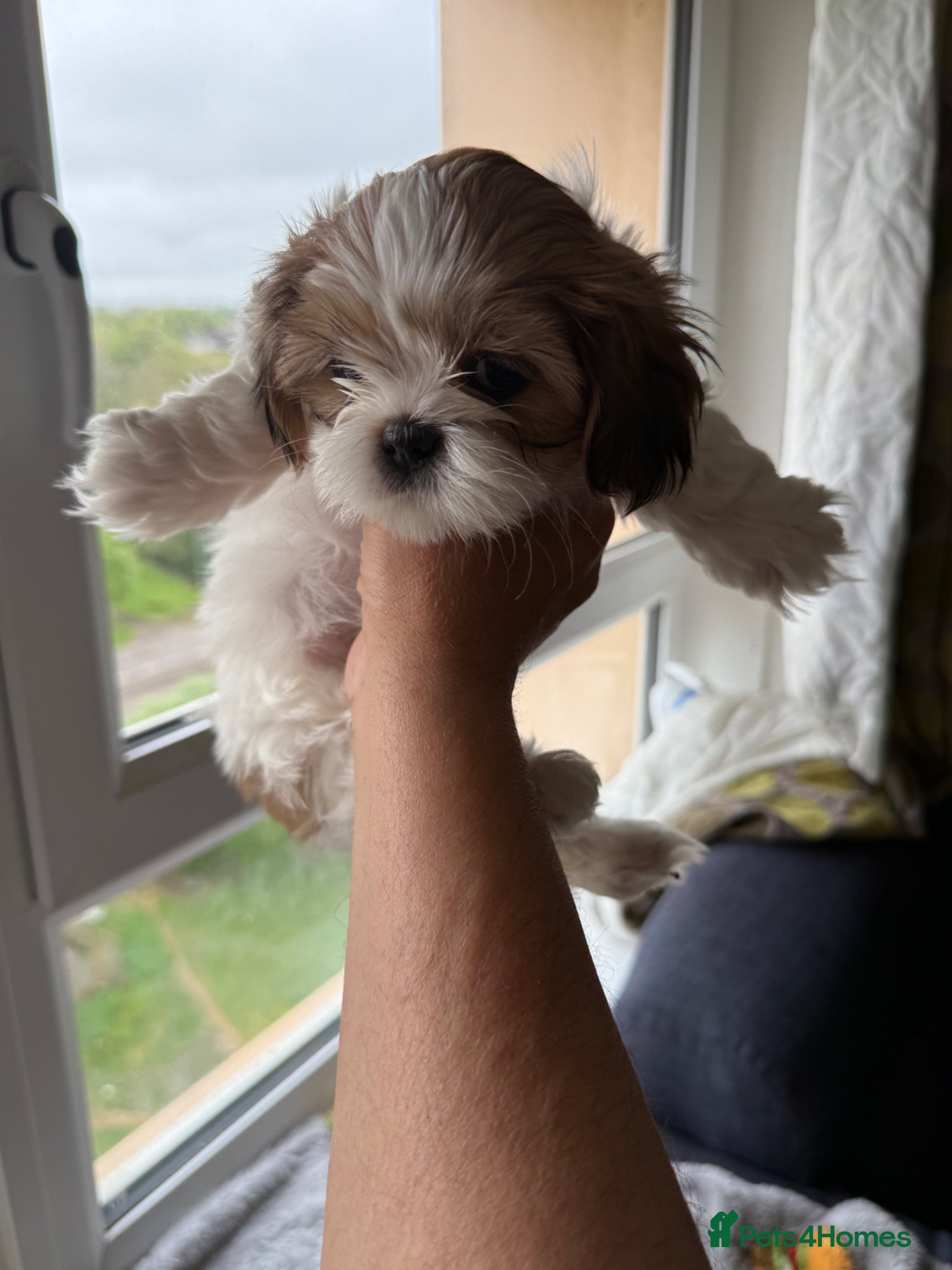 Lhasa Apso dogs Lovely Lhasa Apso Puppies Ready Soon 🐾 - Advert 1
