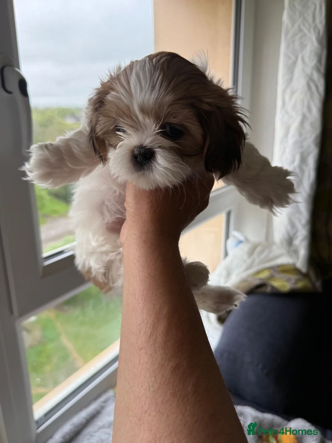 Lhasa Apso dogs for sale: Lovely Lhasa Apso Puppies Ready Soon 🐾 - Advert 1