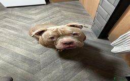 American Bully dogs for sale: Exotic American bully  - Image 7