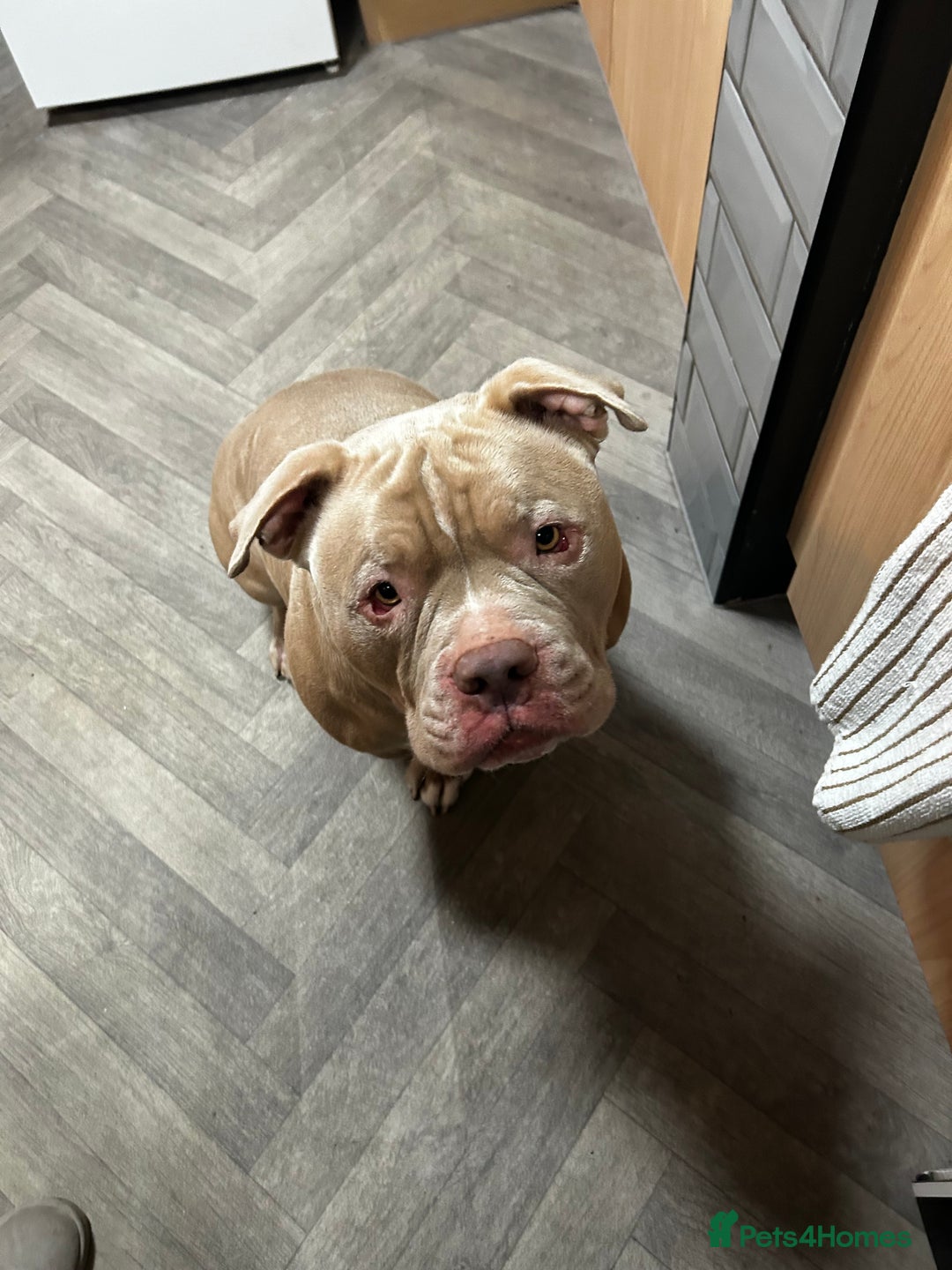 American Bully dogs for sale: Exotic American bully  - Image 7