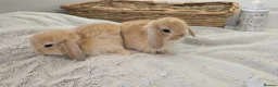 Mini Lop rabbits for sale: Beautiful Pure Mini Lop Bunnies Looking for Homes - Advert 5