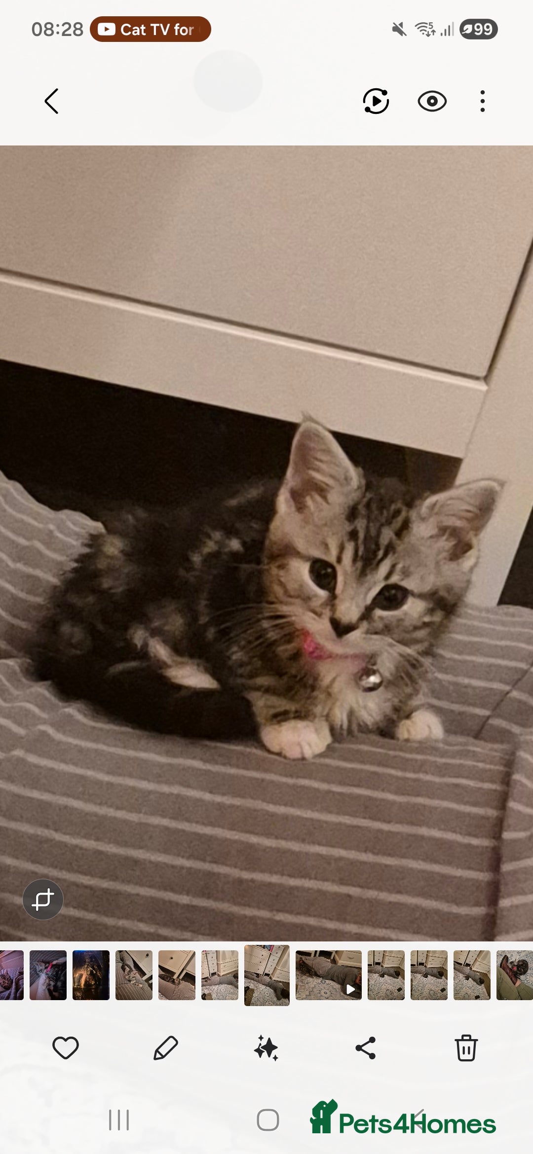 Domestic Shorthair cats for sale: Male Black silver tabby in Bootle - Advert 1