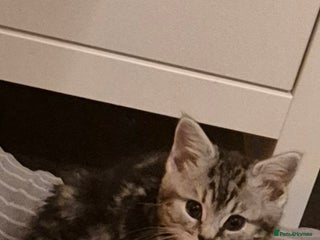 Domestic Shorthair cats Male Black silver tabby in Bootle - Advert 5