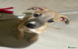 Lurcher dogs for sale: 13 week old lurcher female - Image 1