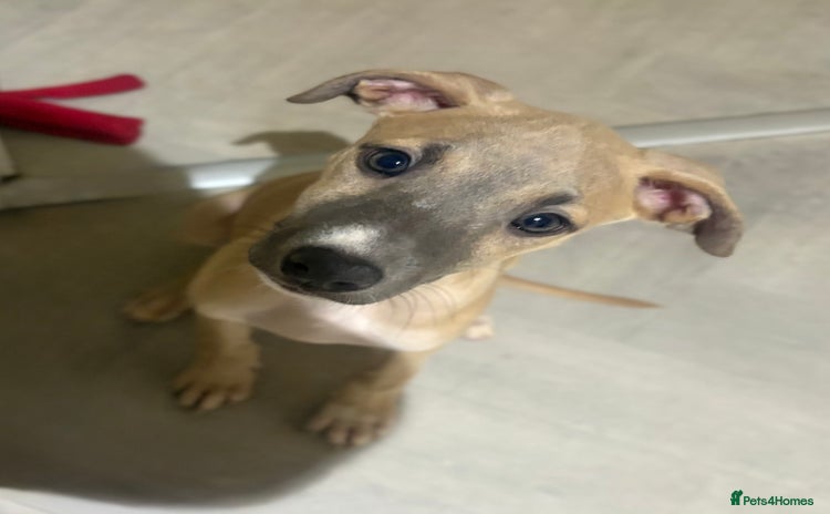 Lurcher dogs - Advert 1
