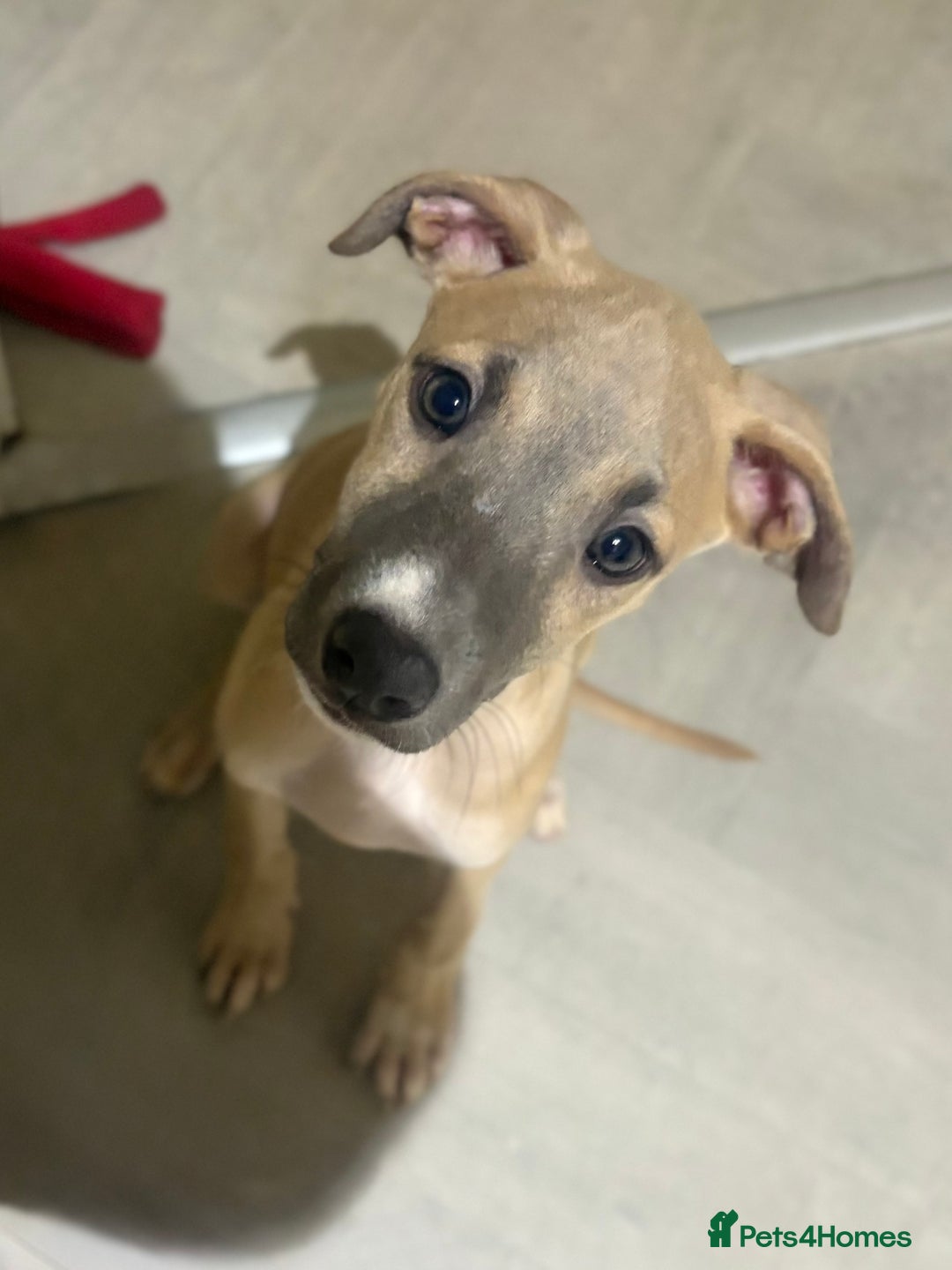 Lurcher dogs for sale: 13 week old lurcher female - Image 1