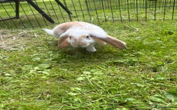 French Lop rabbits for sale: Beautiful and friendly French lop babies - Image 9