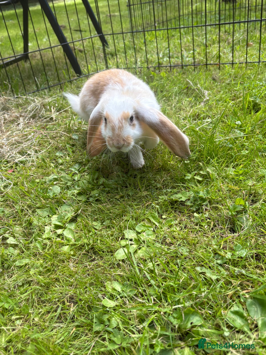 French Lop rabbits for sale: Beautiful and friendly French lop babies - Image 9