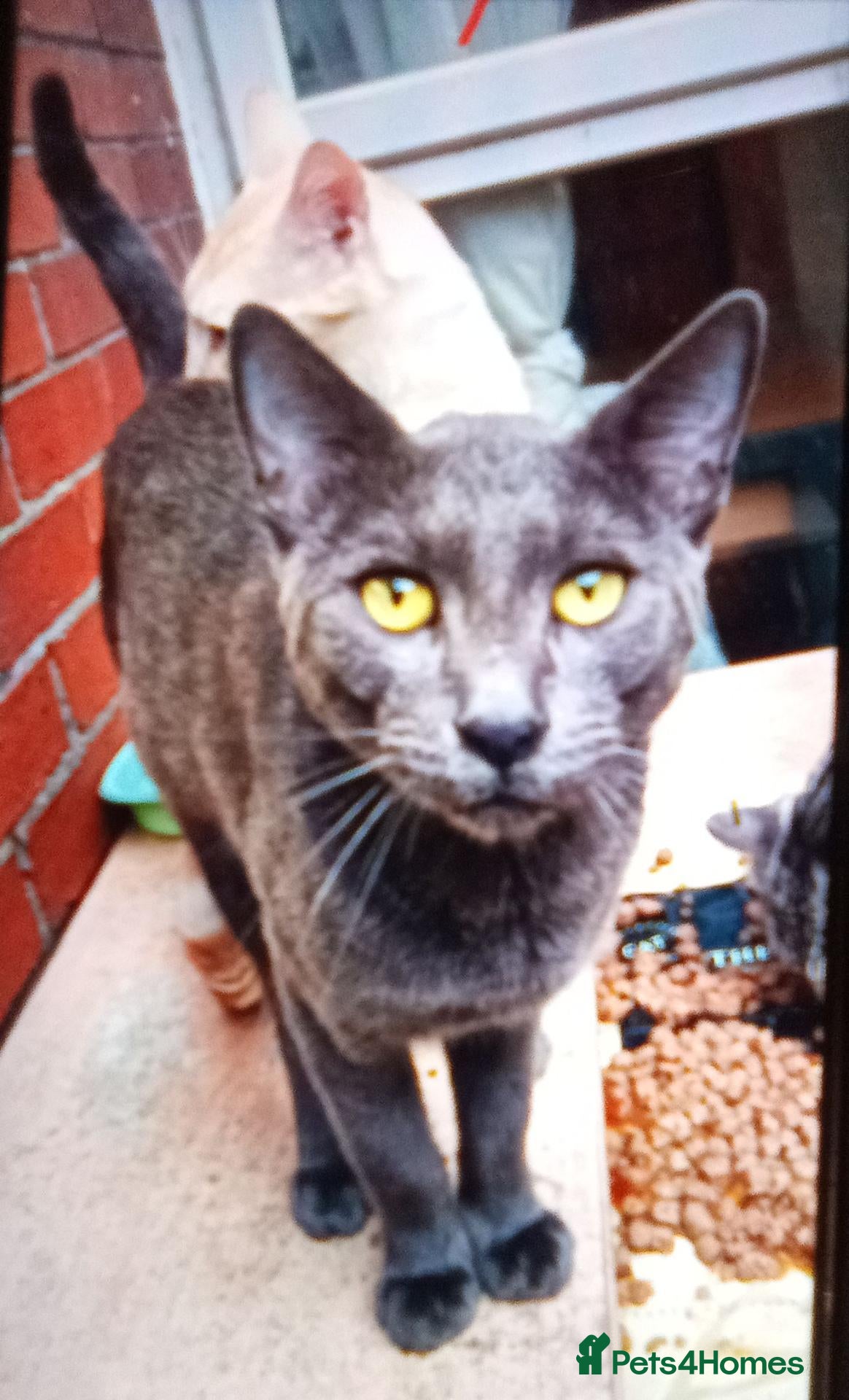 Mixed Breed cats Brown Silver Blue Red Cream X Bengal X young Cats - Advert 10