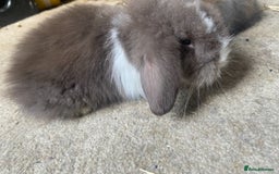 Lionhead rabbits for sale: ⭐️Stunning pure lionheads⭐️ - Image 6